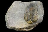 Rare, Spiny Kolihapeltis Trilobite - Atchana, Morocco #154297-1